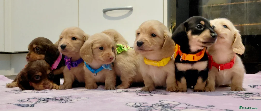 Miniature Dachshund dogs for sale: Sweetest Longhaired/One S.Haired Mini's 🤎🐾 - Advert 32