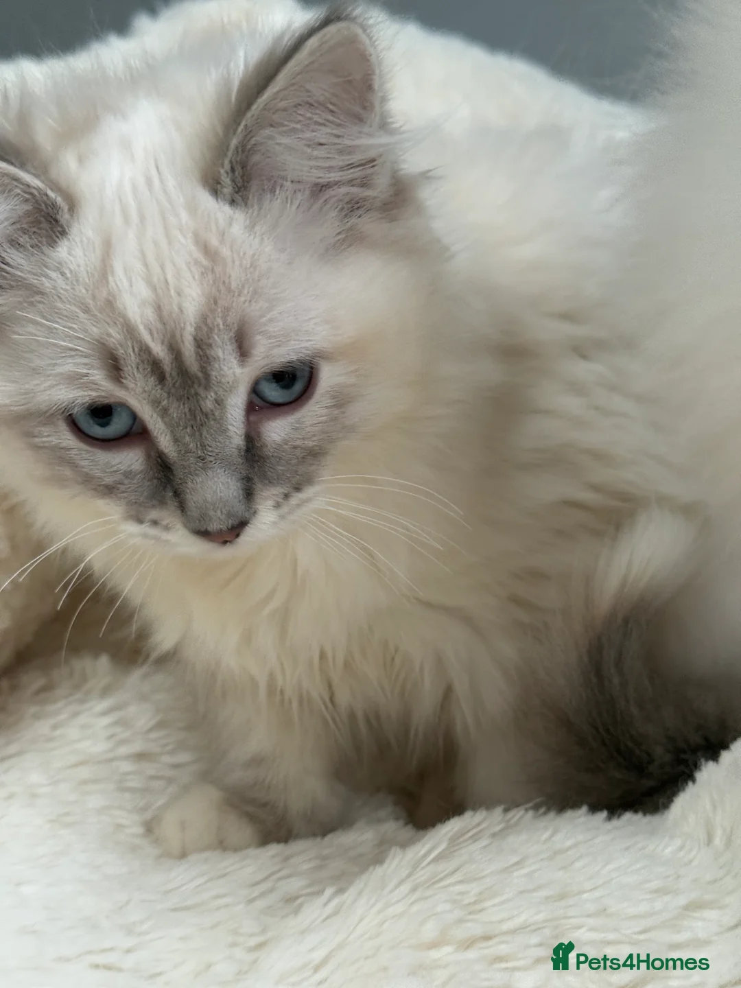 Ragdoll cats for sale: 🏅GCCF RAGDOLLS AWARD WINNING LINES NOW AVAILABLE  - Advert 10