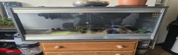 Leopard Gecko reptiles for sale: Leopard gecko for sale with the viv - Advert 7