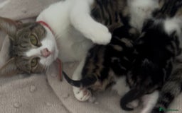 Mixed Breed cats for sale: READY NOW, 3 BEAUTIFUL TABBY BOYS (with Bengal)  - Image 13
