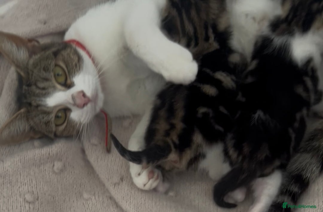 Mixed Breed cats for sale: READY NOW, 3 BEAUTIFUL TABBY BOYS (with Bengal)  - Image 13