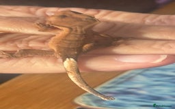 Gecko reptiles for sale: Baby Crested Geckos - Advert 2