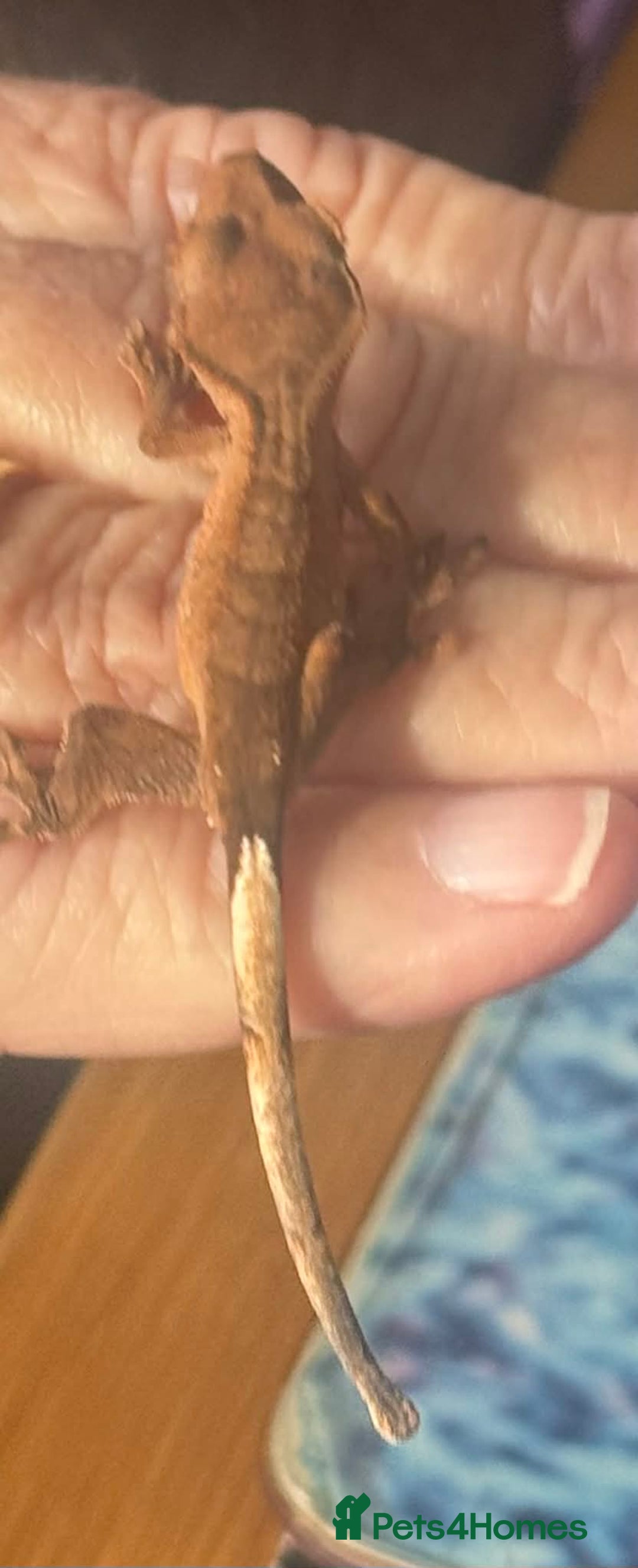 Gecko reptiles for sale: Baby Crested Geckos - Advert 2