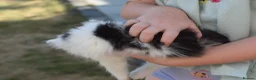 Mixed Breed cats for sale: 3 FLUFFIEST black & white kittens! 2 female 1 male - Advert 10