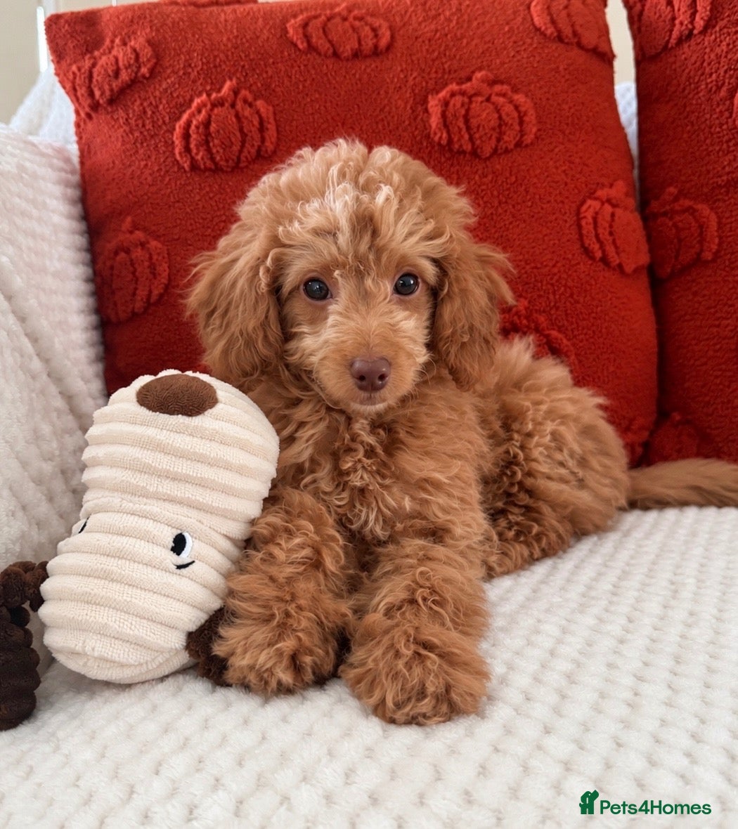 Cockapoo dogs for sale: Girl F1B cockapoo puppies   - Advert 20