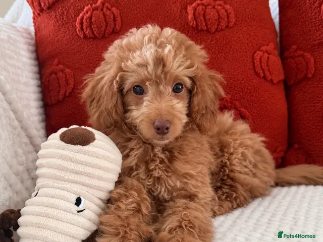 Cockapoo dogs for sale: Girl F1B cockapoo puppies - Advert 20