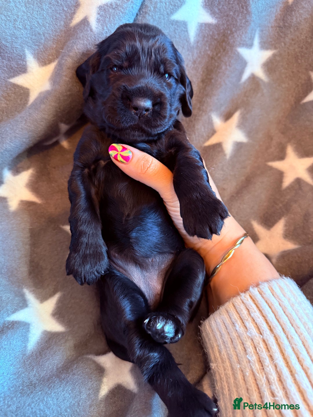 Cocker Spaniel dogs for sale: Chunky Show Cocker Spaniel Puppies 🤩🥰 - Advert 5