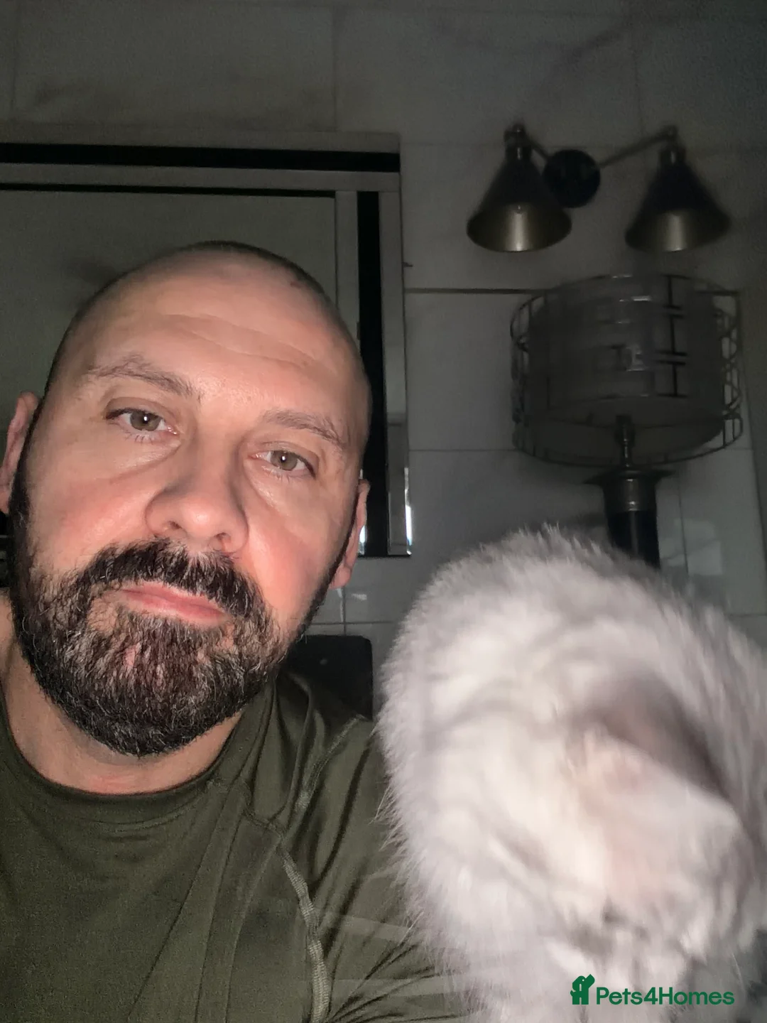 Mixed Breed cats for sale: Beautiful Maine Coon–type kittens available. - Advert 11