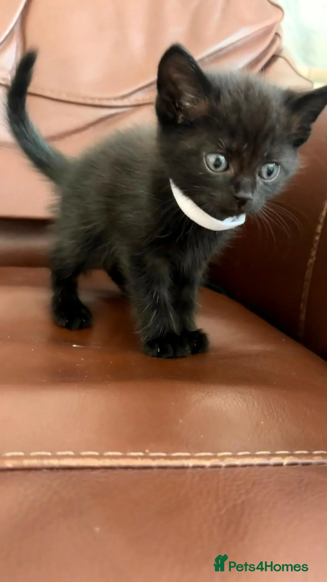 Mixed Breed cats for sale: Six beautiful kittys ready for their new homes  - Advert 2