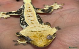 Gecko reptiles for sale: 🔥🔥 Stunning Male Lilywhite 🔥🔥 - Image 4