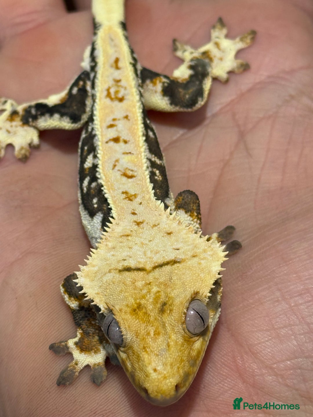 Gecko reptiles for sale: 🔥🔥 Stunning Male Lilywhite 🔥🔥 - Image 4