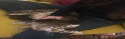 Mixed Breed cats for sale: Litter of 5 ragdoll tabby mixes  - Advert 18