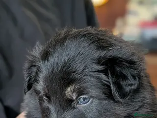 Mixed Breed dogs Shollie Puppies (German Shepherd x Border Collie) - Advert 15