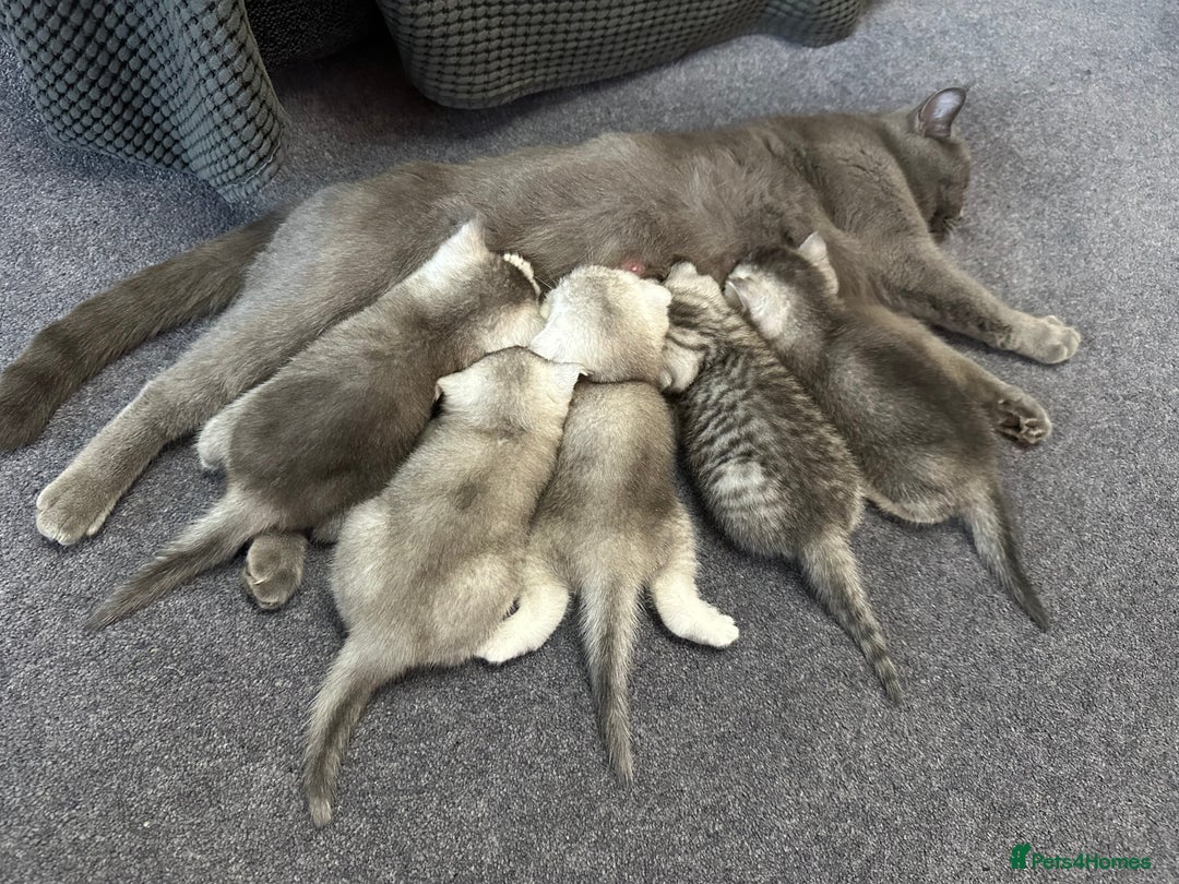 Scottish Fold cats for sale: Scottish fold/straight kittens (girls) - Image 11