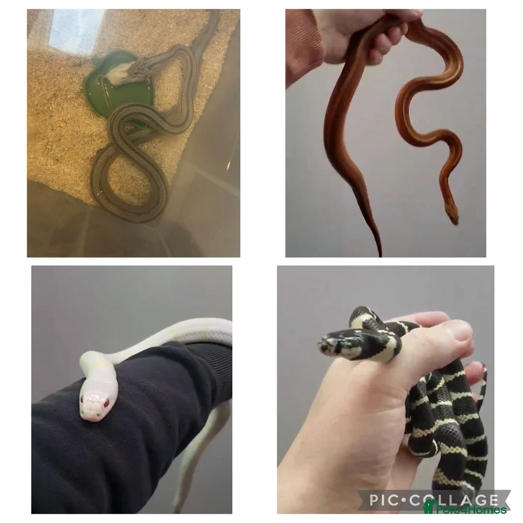 Mixed Breed reptiles for sale: Multiple snakes for rehome - Advert 1