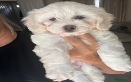 Maltipoo dogs for sale: Unique maltipoo litter 🐶🩷🩵 - Image 6