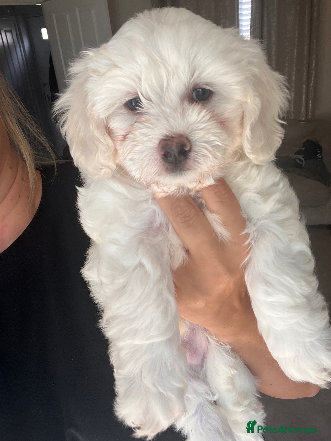 Maltipoo dogs for sale: Unique maltipoo litter 🐶🩷🩵 - Image 6