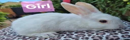 Mixed Breed rabbits for sale: 7 lovely mixed breed rabbits  - Advert 3