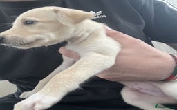 Greyhound dogs for sale: Greyhound Puppy - Image 1