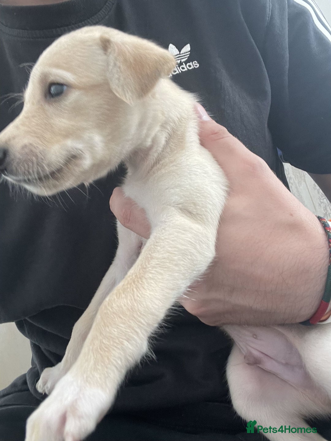 Greyhound dogs for sale: Greyhound Puppy - Image 1