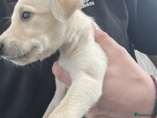 Greyhound dogs - Advert 9