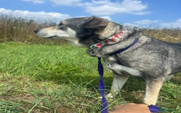 Mixed Breed dogs for adoption: Shirley - Norwich Norfolk  - Image 12