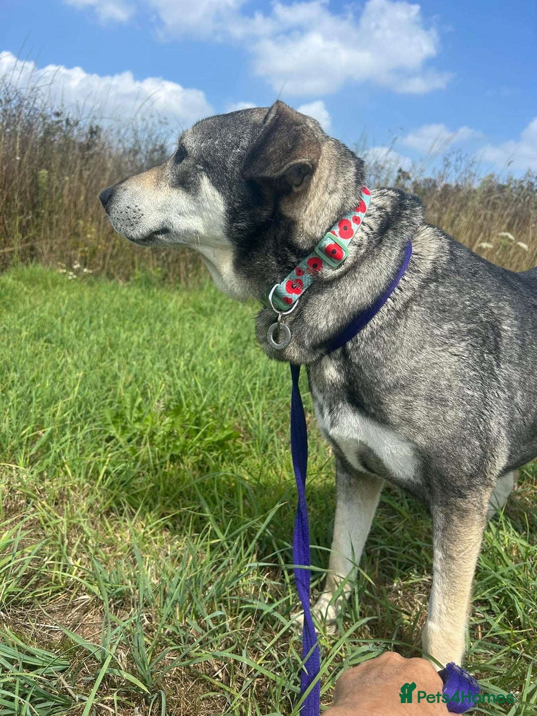 Mixed Breed dogs for adoption: Shirley - Norwich Norfolk  - Image 12