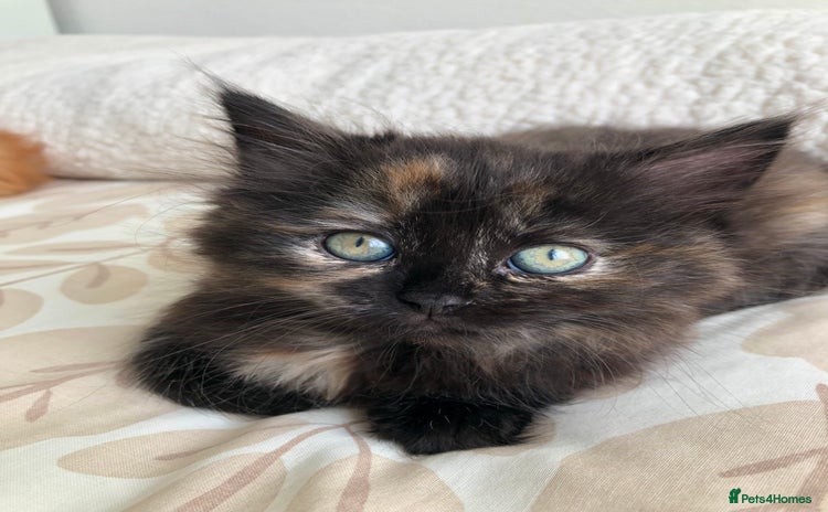 Siberian cats - Advert 4