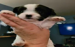 Shih Tzu dogs for sale: Passionates shih tzu - Image 2