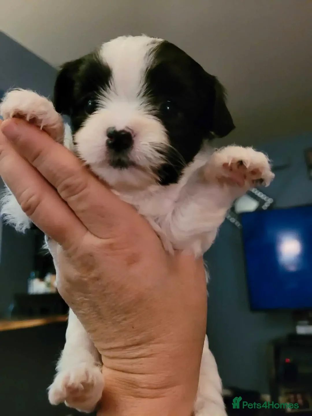 Shih Tzu dogs for sale: Passionates shih tzu - Image 2