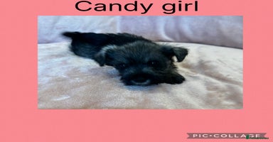 Miniature Schnauzer dogs - Advert 2