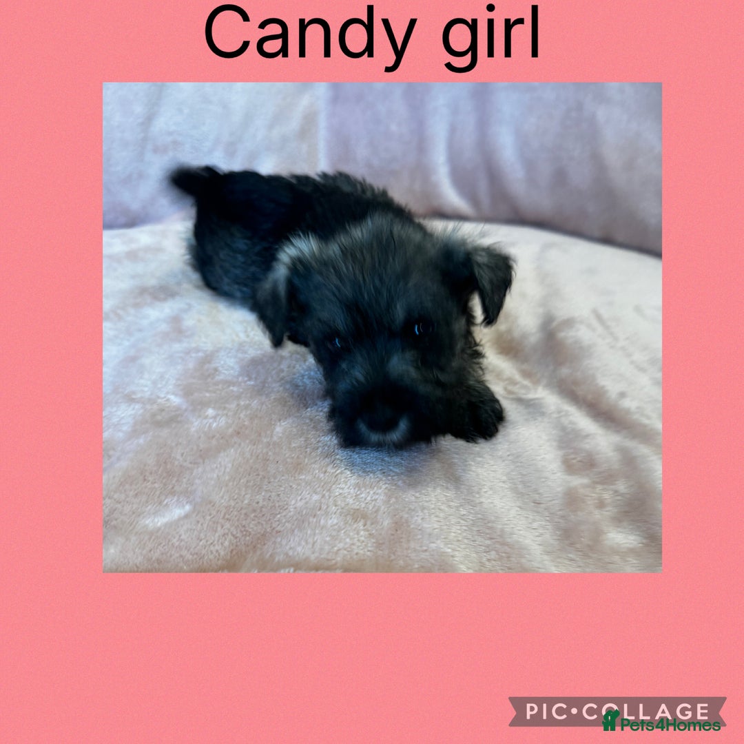 Miniature Schnauzer dogs for sale: Miniature Schnauzer Puppies  - Image 3
