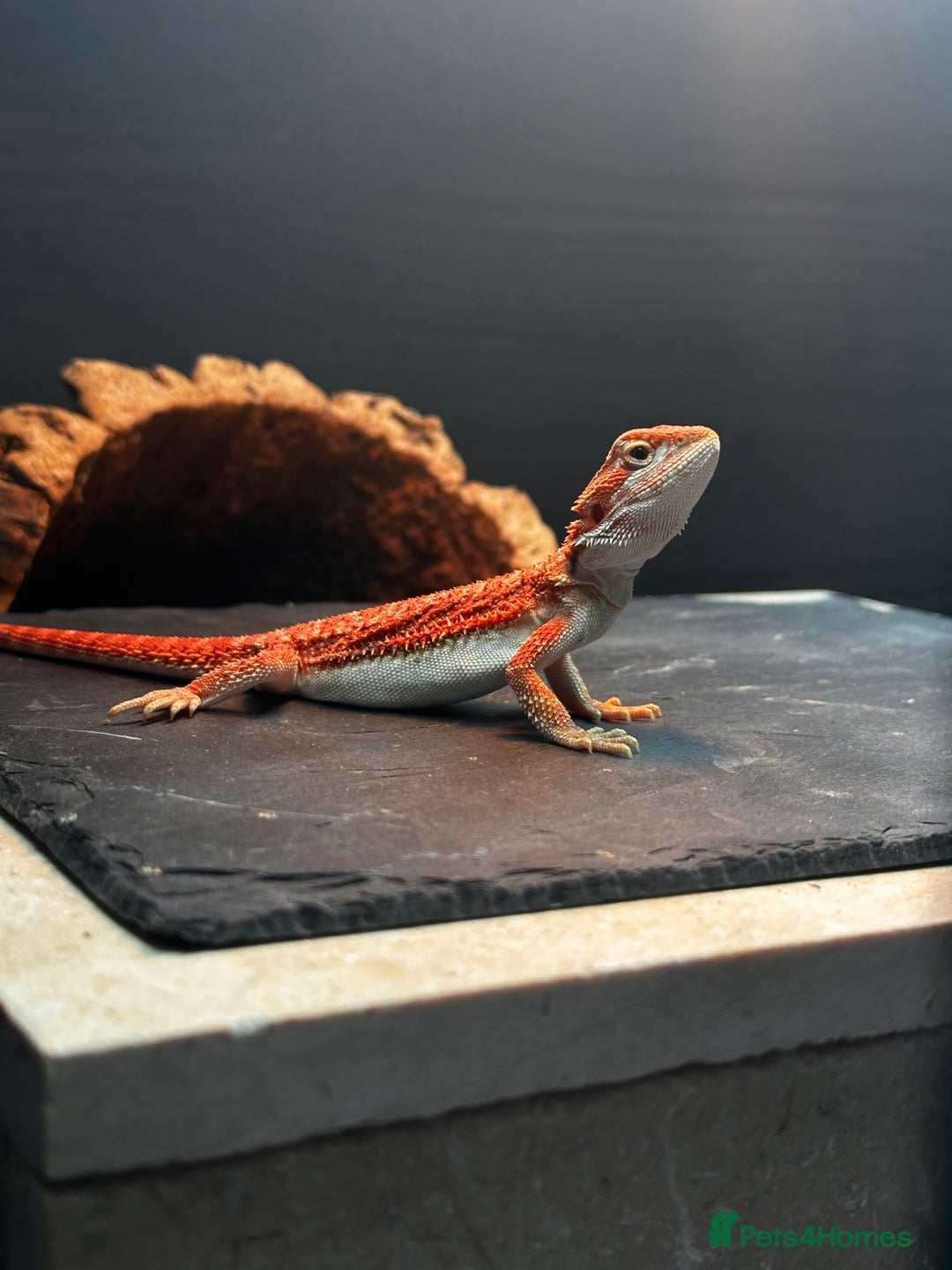 Bearded Dragon reptiles for sale: WOLFGANG x Humbug  - Advert 7
