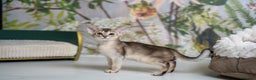 Abyssinian cats for sale: SILVER ABYSSINIAN-Winston-Rare and Exceptional  - Advert 2