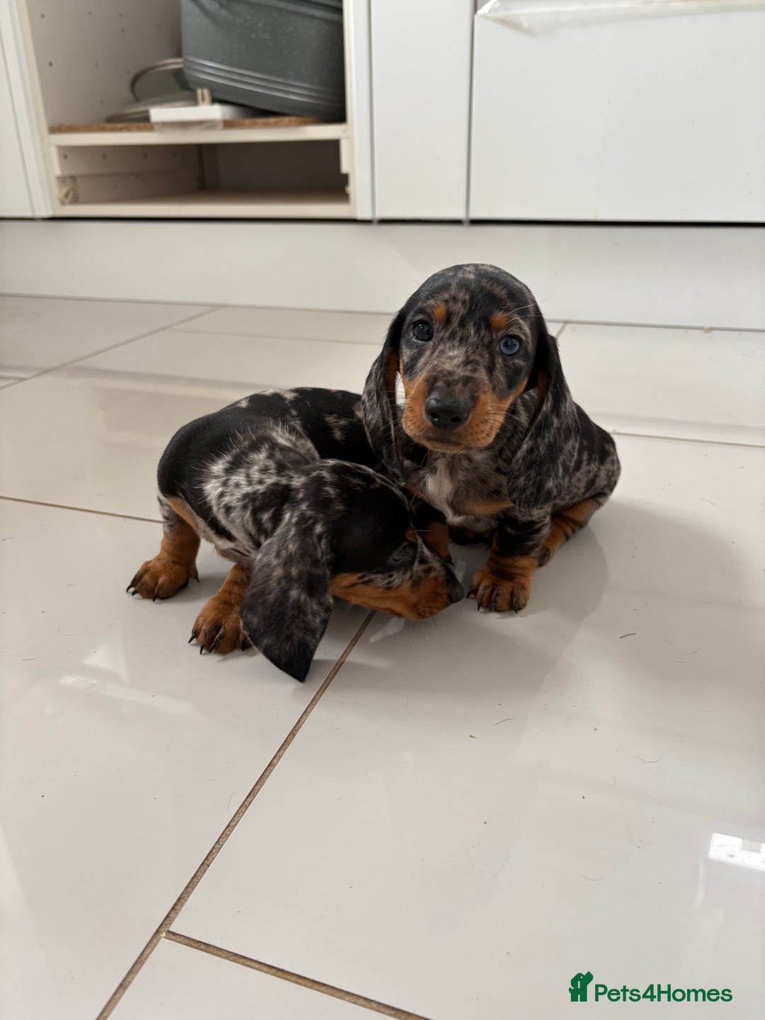 Miniature Dachshund dogs for sale: 3 Beautiful miniature dachshund pups - Advert 4