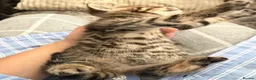 Mixed Breed cats for sale: Very beautiful marbled and striped cats - Advert 12