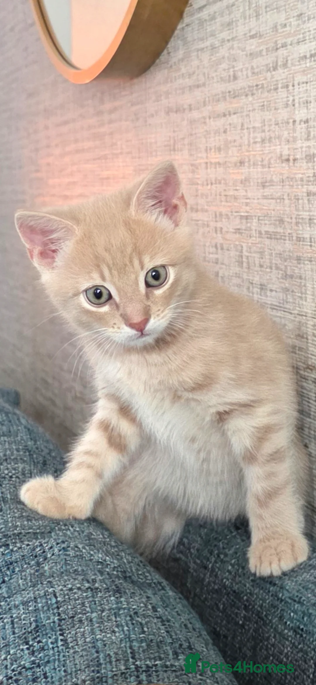 Mixed Breed cats for sale: Beautiful cream/blonde kitten - Advert 6
