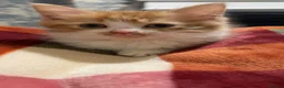 Mixed Breed cats for sale: 1 kitten 2 cats  - Advert 1