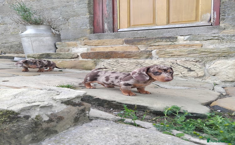 Miniature Dachshund dogs - Advert 11