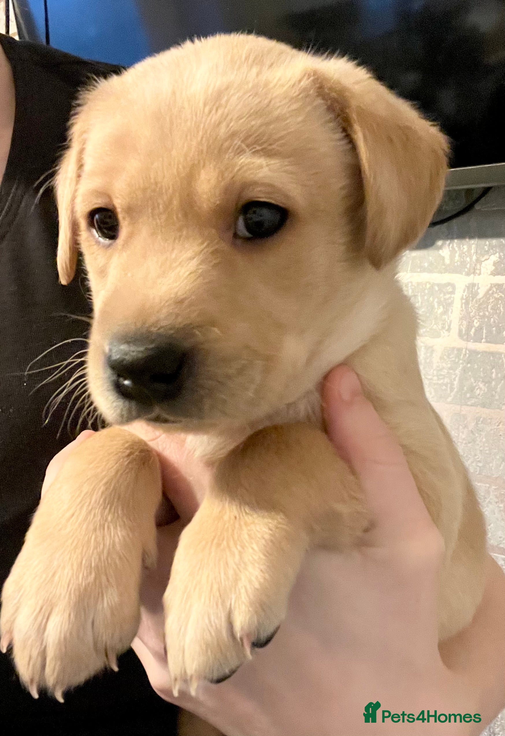 Labrador Retriever dogs Pedigree Kc registered Labrador Puppies - Advert 5