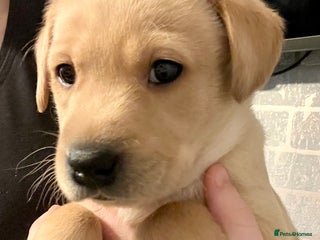 Labrador Retriever dogs Pedigree Kc registered Labrador Puppies - Advert 5