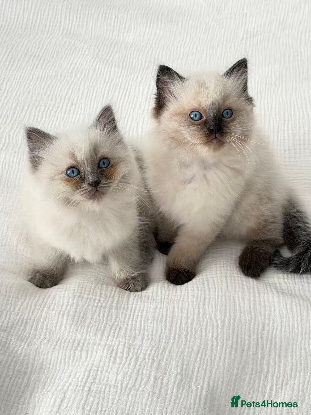 Ragdoll cats 🐾Stunning Ragdoll Kittens🧬DNA🏆ChampParents🐾 - Advert 1