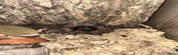 Tarantulas invertebrates for sale: 13 tarantulas and enclosures  in Manchester - Advert 8