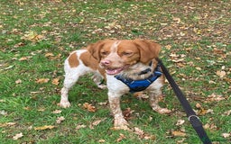 Brittany Spaniel dogs for adoption: Handsome, gentle, charming Marmalade in Surrey - Image 2
