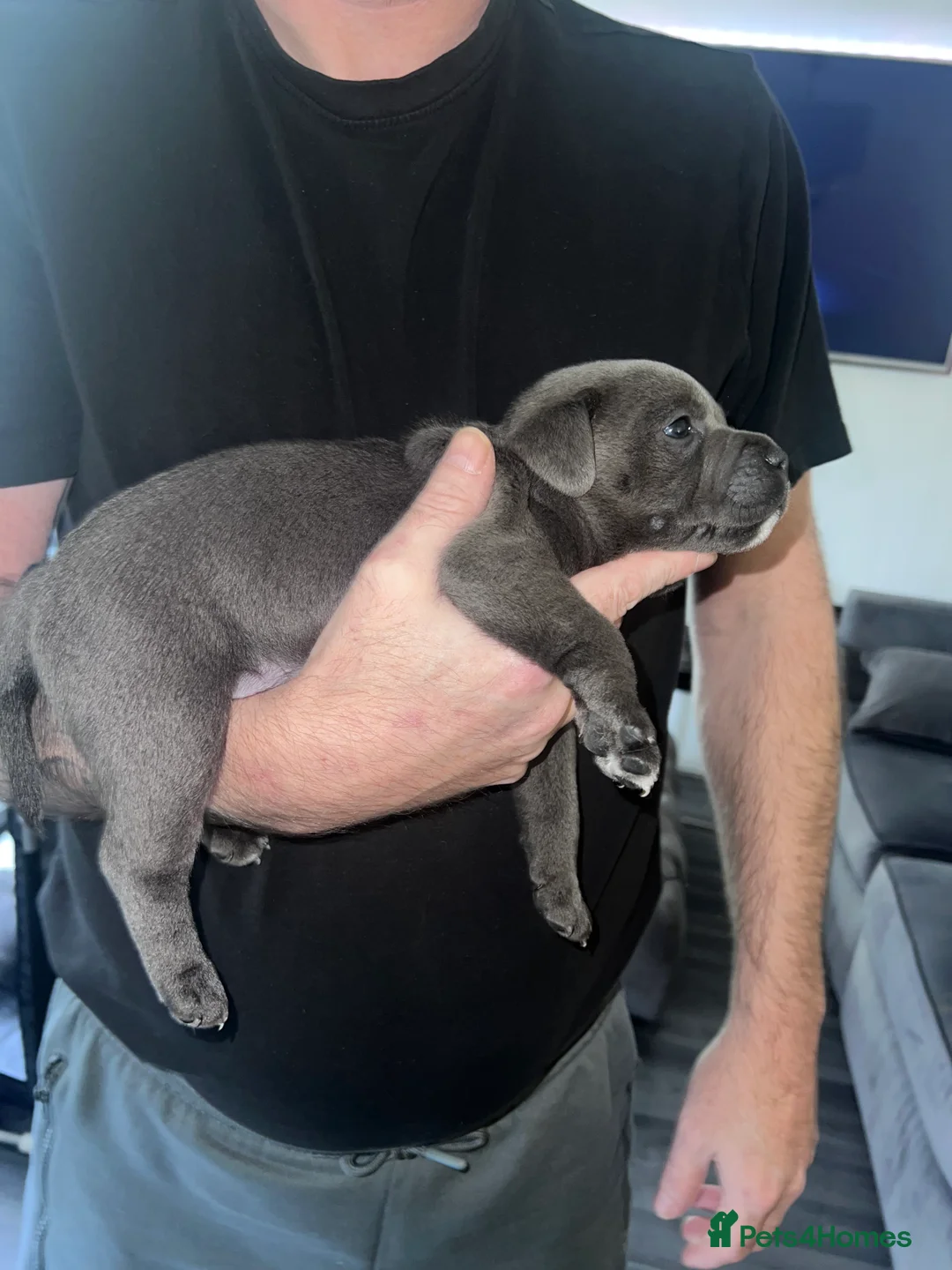 Staffordshire Bull Terrier dogs for sale: LAST BOY LEFT KC REGISTERED 5 STAR BLUE   - Advert 35