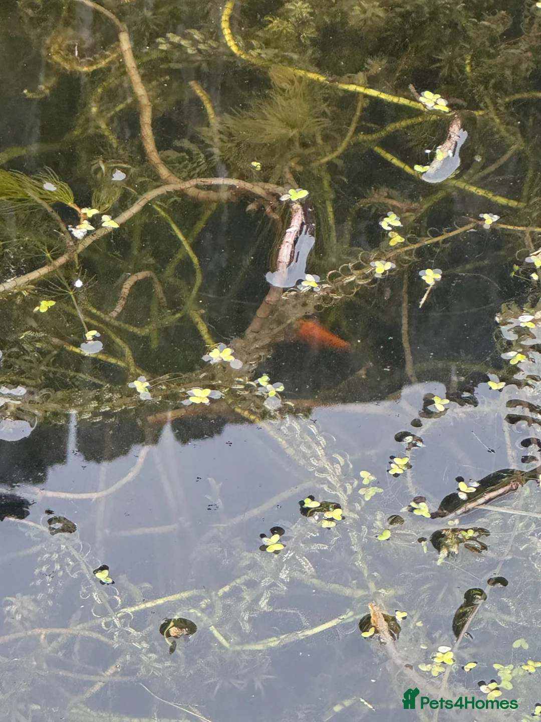 Goldfish fish for sale: Shy Goldfish-Free - Advert 2