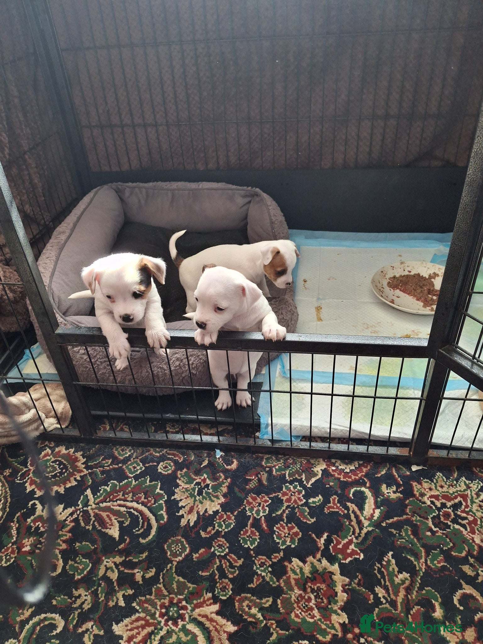 Mixed Breed dogs Small pups - Advert 1