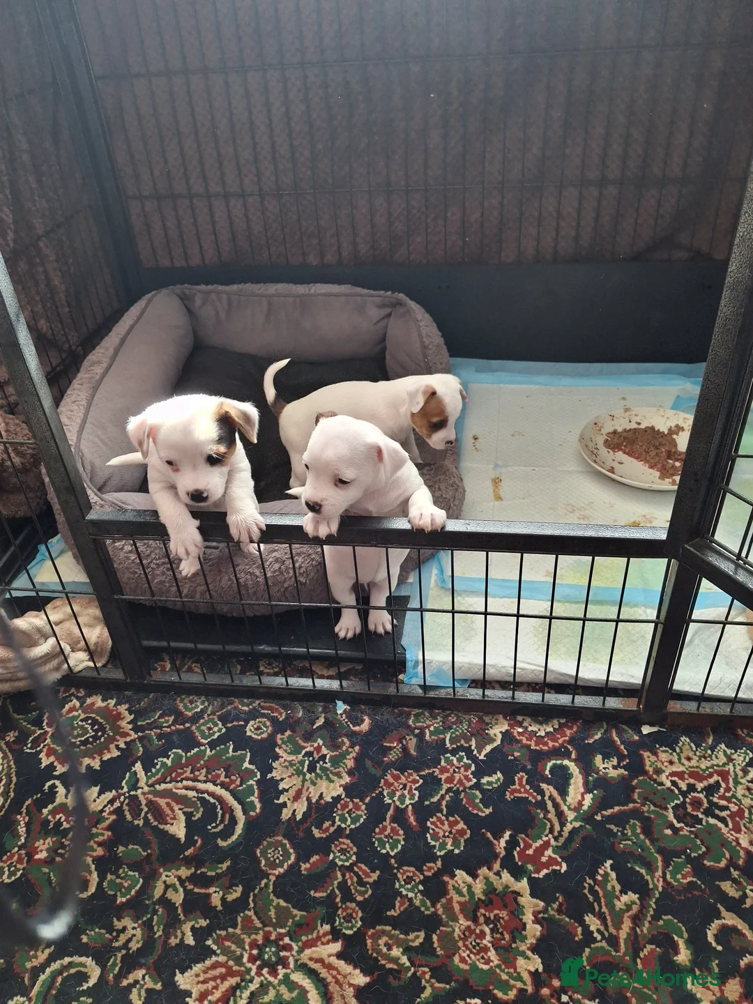 Mixed Breed dogs for sale: Small pups in Driffield - Advert 1