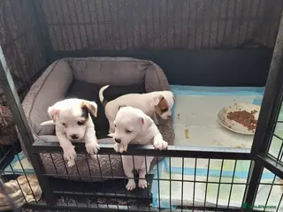 Mixed Breed dogs Small pups - Advert 1