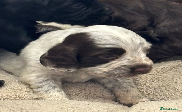 Cocker Spaniel dogs - Advert 14